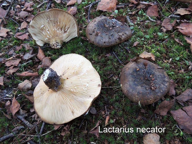 Lactarius necator-amf1120.jpg - Lactarius necator ; Syn1: Lactarius plumbeus ; Syn2: Lactarius turpis ; Nom français: Lactaire plombé